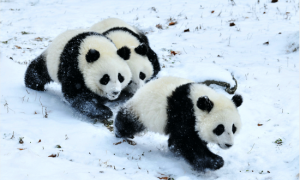 高铁直达的南国赏雪胜地神农架 绝美雪景不输东北